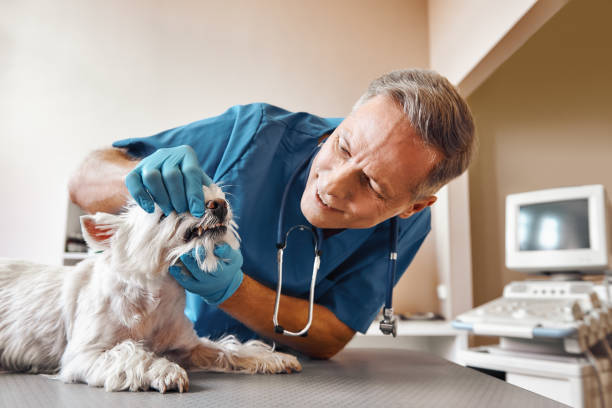 Best Emergency Tooth Extraction in Clermont, IN